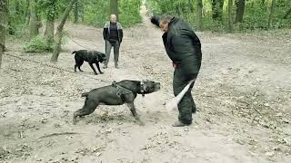 Cane Corso тренування на захист ГНС АРЕС Київ