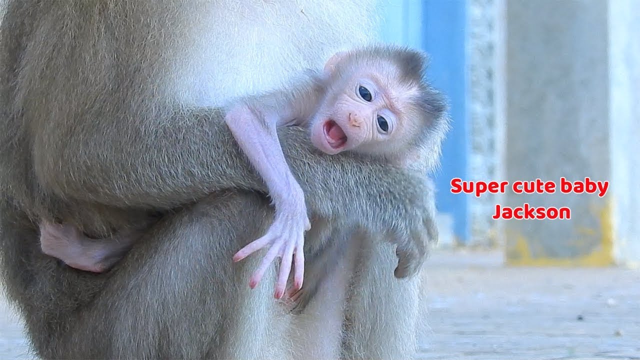 baby monkey crying for milk The most beautiful baby pigtail monkey - Baby Jackson is super cute baby pigtail