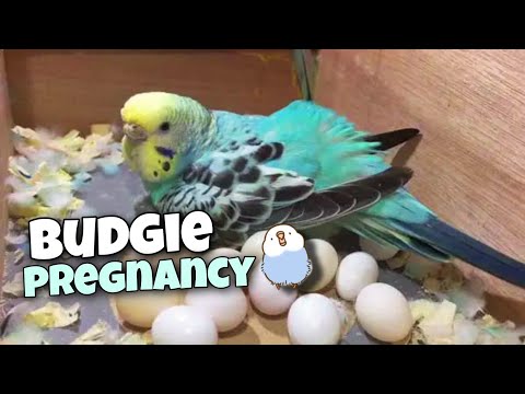Video: Cum depun ouăle budgi?