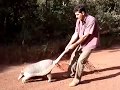 Tatu do Mato Grosso - Chegando na fazenda de pai olha o que achamos - aqui é MT REXXPEITA