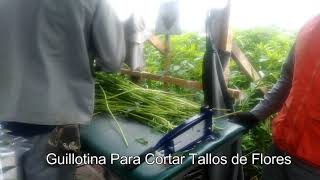 Guillotina para cortar tallos de flores