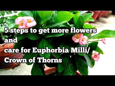 How to get more flowers and care for euphorbia milii/Crown of Thorns in 5 easy steps!  (With Update)