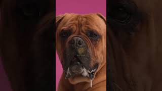 Unveiling the Strength and Gentle Nature of Bullmastiff Dogs #NewTimes #dog #pets #bullmastiffs