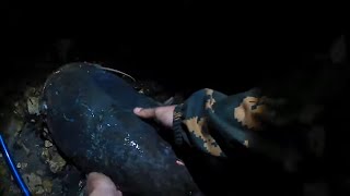 видео: Как ЛОВИТЬ СОМА на ЛЯГУШКУ? Рыбалка на сома! картинка: Как ЛОВИТЬ СОМА на ЛЯГУШКУ? Рыбалка на сома!