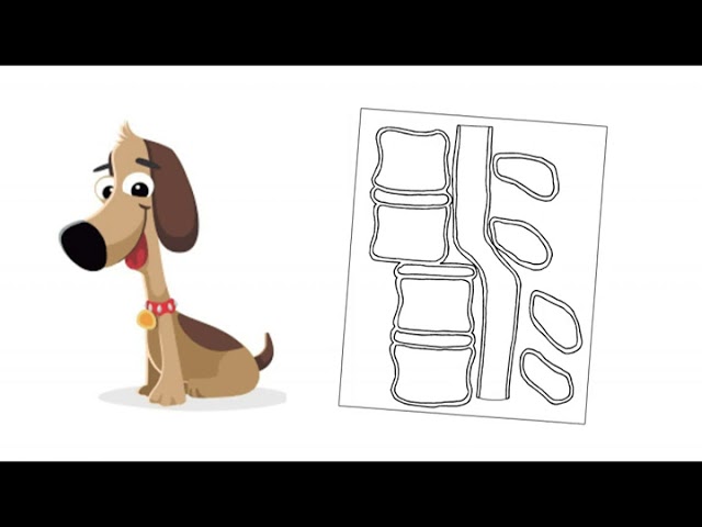 Animal Chiropractic Information Videos