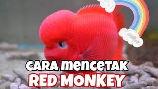 Cara Mencetak Louhan Red Monkey