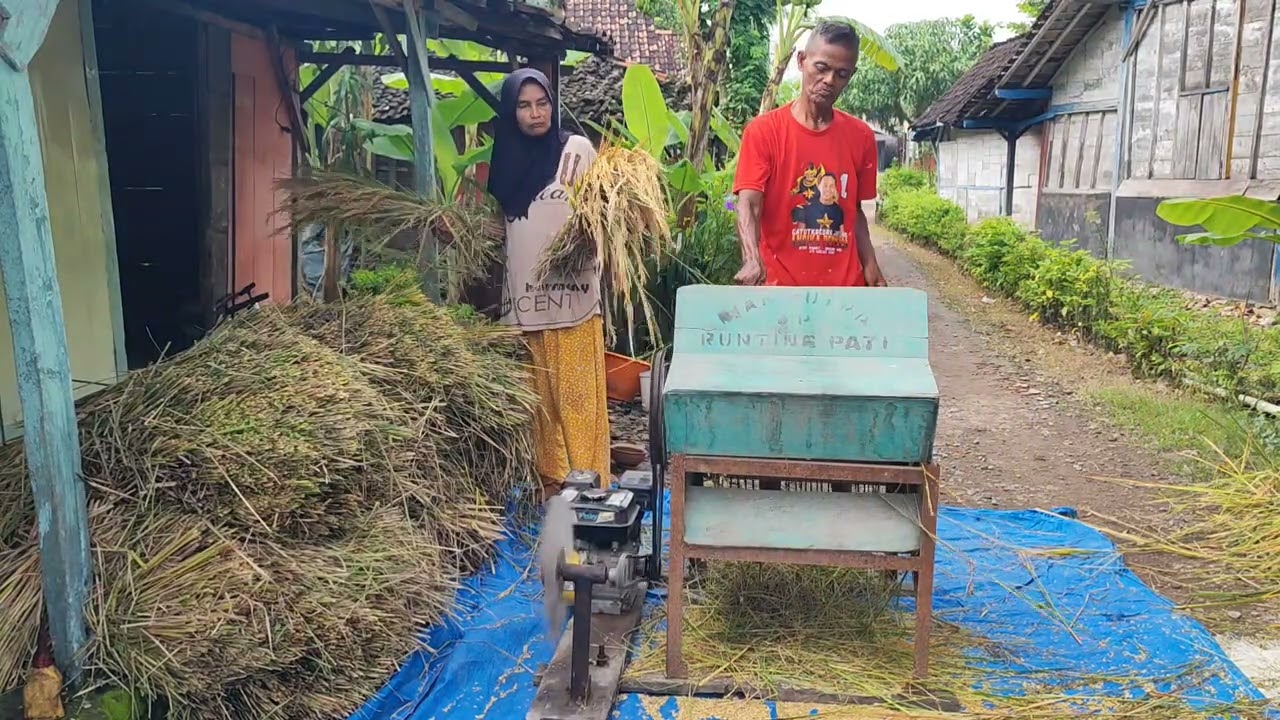 alhamdulillah aku panen liyane ake podho gagal