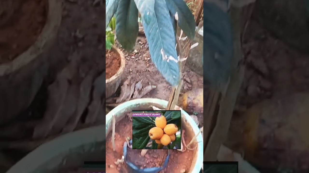loquat plant in pot