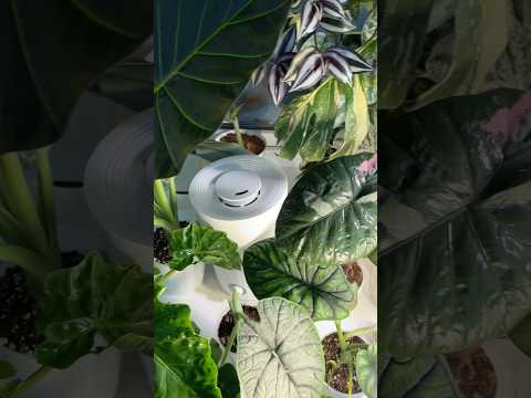 УВЛАЖНИТЕЛЬ ДЛЯ РАСТЕНИЙ 💦🤤🥰 #plants #растения #алоказии #увлажнитель