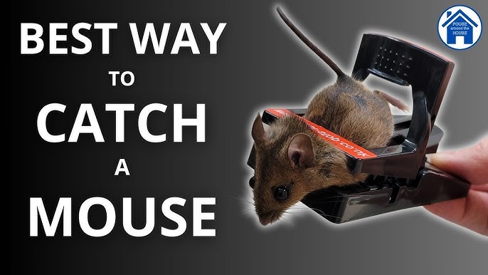 DIY Home Garden Pest Controller Rat Trap Quick Kill Seesaw