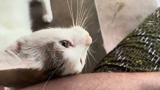 cute cat #catvideo #youtbeshorts #youtubetrending by Vishvasichalum illenkilum 5 views 10 days ago 19 seconds