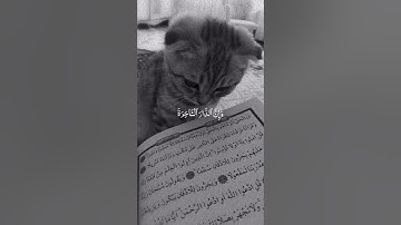 قران كريم #راحة_نفسية #اكسبلور #تحفيز #قرآن #قران_كريم 