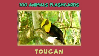 100 Animals Flashcards - Learning Animal Names and Sounds for Kids screenshot 5