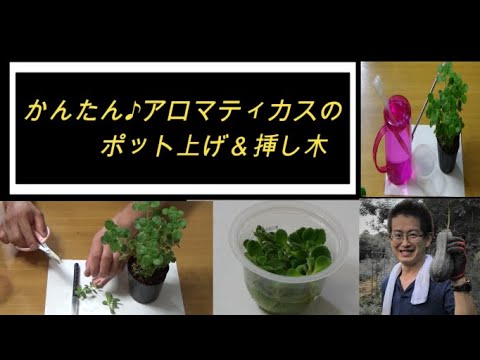 かんたん アロマティカスのポット上げ 挿し木作業 Youtube かんたん アロマティカスのポット上げ 挿し木作業 Youtube