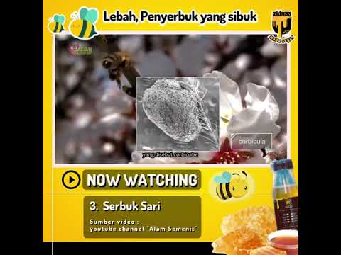 Video: Seperti apa bau serbuk sari?