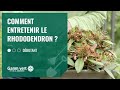 [TUTO] Comment entretenir le rhododendron ? – Jardinerie Gamm vert