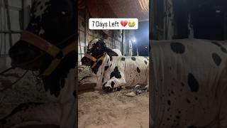 7 Days Left 💔😭 #abdawan #foryou #shorts #feed #trending #viralshorts #cow #foryoupage #shortsfeed