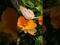 colours of winter❄️❄️🌻🌻🌼🌼 #flowers #blooming #butterfly #ytshorts #viral