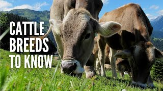 Types of Cows: 20 Different Cow Breeds You Should Know