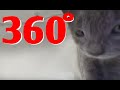 360° of Kittens Playing