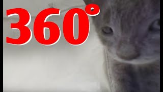 360° of Kittens Playing by TeamYellowKayak 146,373 views 4 years ago 10 minutes, 39 seconds