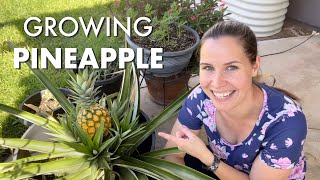 Growing Pineapple In Containers | Zone 9 | Harvesting My First Pineapple