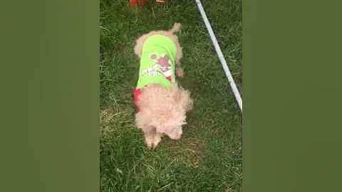Annie the Poodle