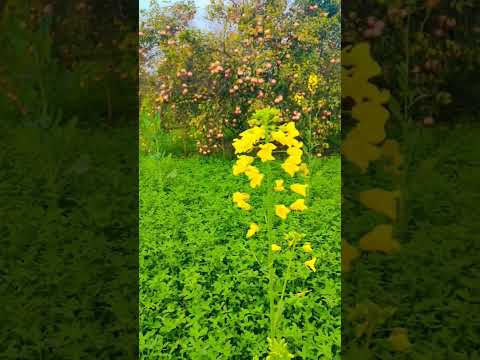#trandingshort #villagevlog #aziiivlogs #villagefarming #ytshorts