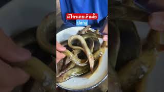 🐠🐍 มีใครเคยเห็นมั้ย ปลางู