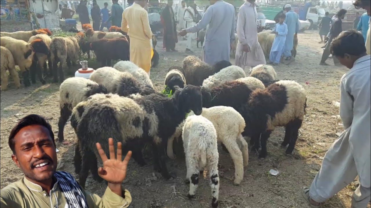 Aaj main Kafi dinon ke bad Bakra Mandi Gaya