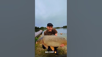 BIG CARP😍🔥 #carpfishing #bigcarp