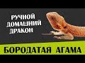 Содержание Бородатой агамы