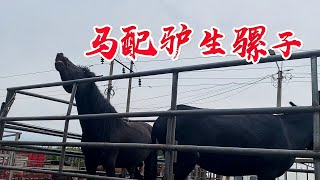 結婚了！母驢和公馬在一起就會生騾子，生的騾子叫驢騾還是馬騾 #oddly satisfying #放鬆心情 #清理驢蹄 #清理馬蹄 #修理驢蹄