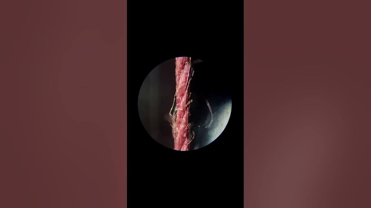 Sewing thread under a microscope magnification from 56 to 600 YouTube