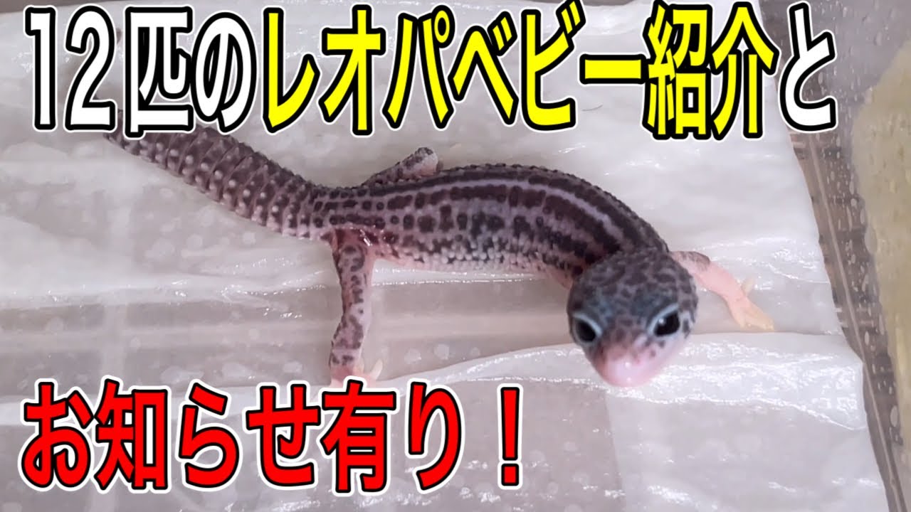 今年生まれたレオパベビー