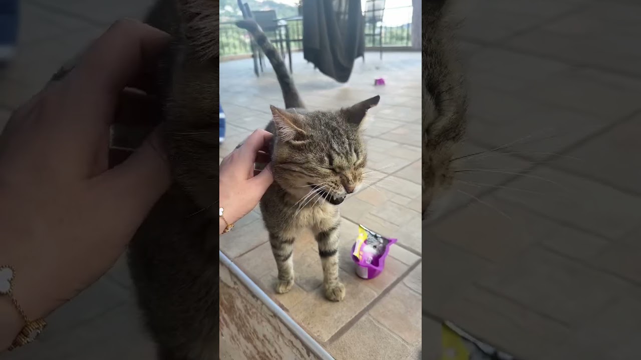 CATkada #lefkada #catshorts #help #shorts