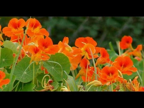 Video: Växtflaska: användbara egenskaper, användning