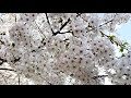大川 ながし;美空 ひばり- Okawa nagashi ; Misora Hibari