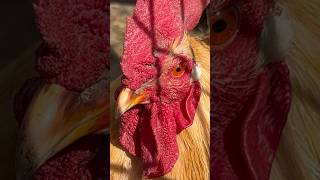 Roosters That Don't Crow #Shorts #Satisfying #Oddlysatisfying