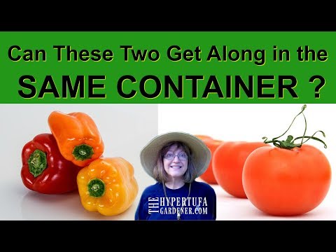 Companion Planting - Will It Work for Tomatoes and Peppers?