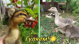 Утята и гусята гуляют. Отгородил им место.