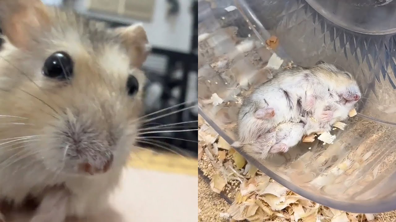 我比噩梦还恐怖？#养鼠日常分享 #萌宠出道计划 #仓鼠宝宝的日常 #仓鼠🐹 #它真的好像个小宝宝