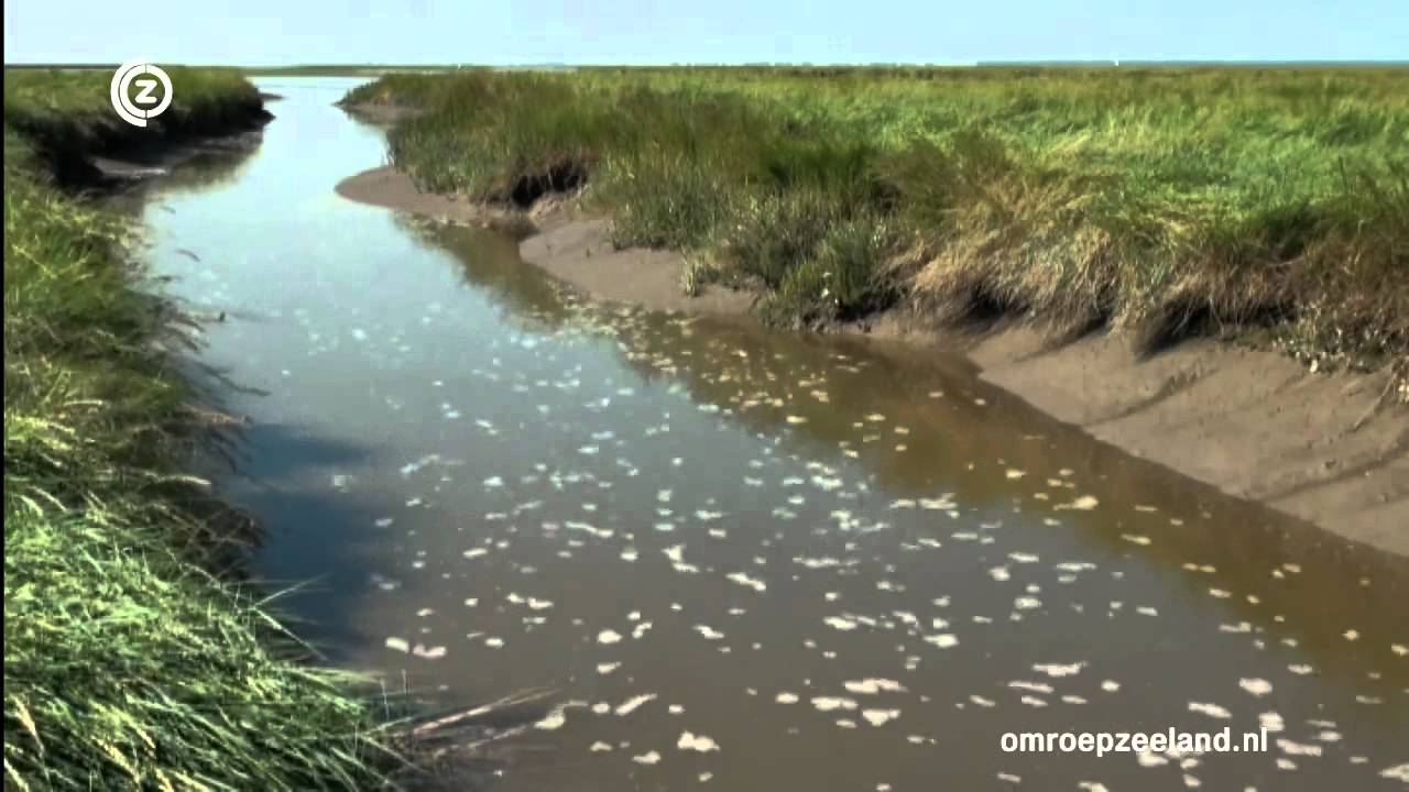 Zeeuws water 17 mei 2012: de Westerschelde