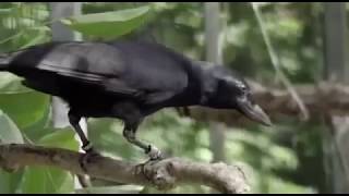 Научные доказательство что вороны живет 300 лет