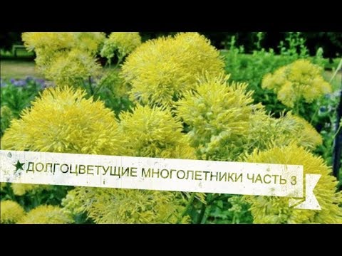 Цветы Многолетники Для Сада Долгоцветущие Фото