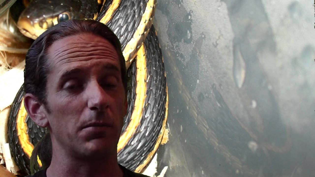 girls like you Reptile News: Snakebuster lets Death Adder bite his 10yo girl.