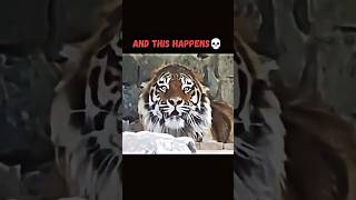 TIGER ATTACK☠️#shorts #animals #tiger #viral #animal #animalshorts #nature #animalfacts