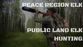 Peace Region Elk Hunting - Public Land Elk Hunting