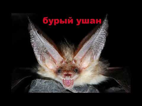 Виды летучих мышей