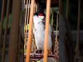 💎Bird Singing🥰 chàomàohót #คนรักนกแดนสะตอ #birds
